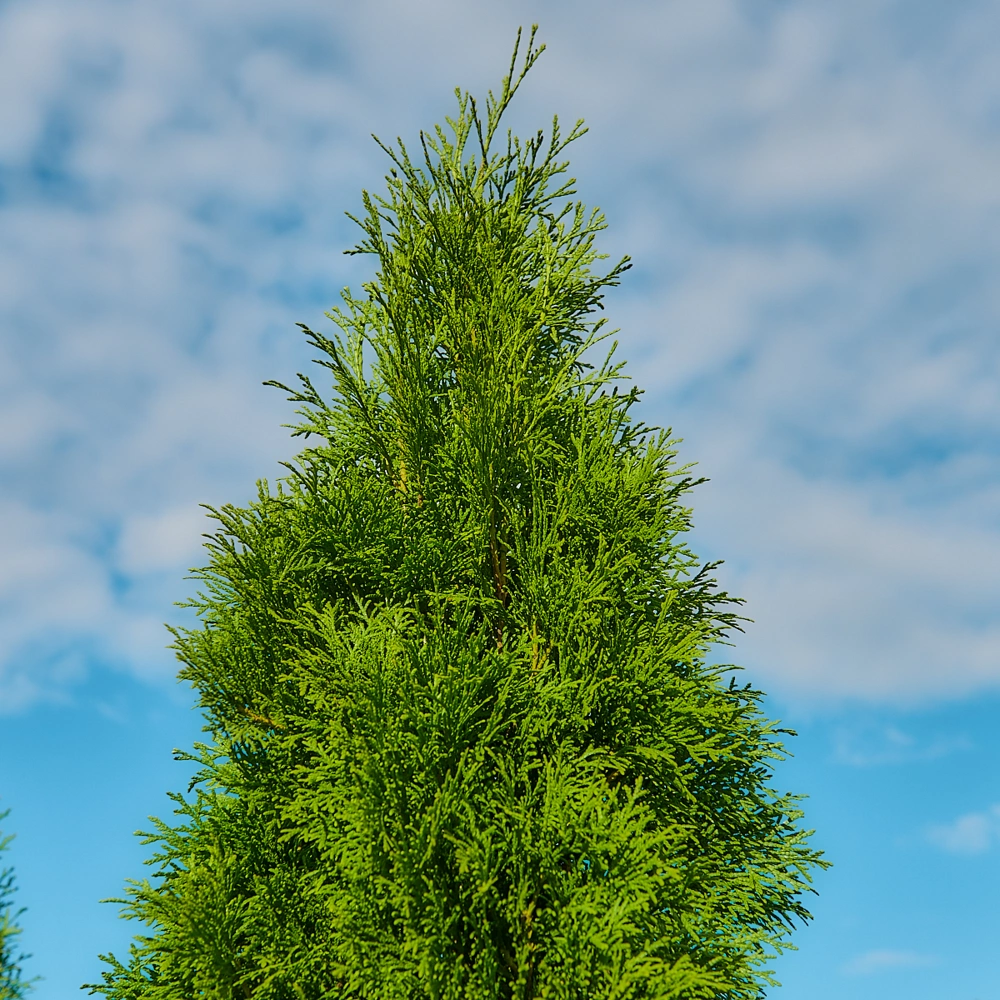 Туя западная 'Smaragd', H175-200