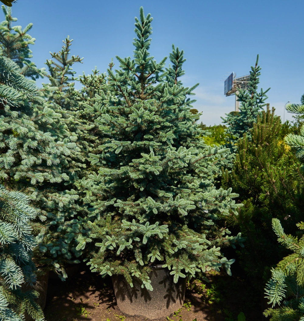 Ель колючая 'Hoopsii', H175-200