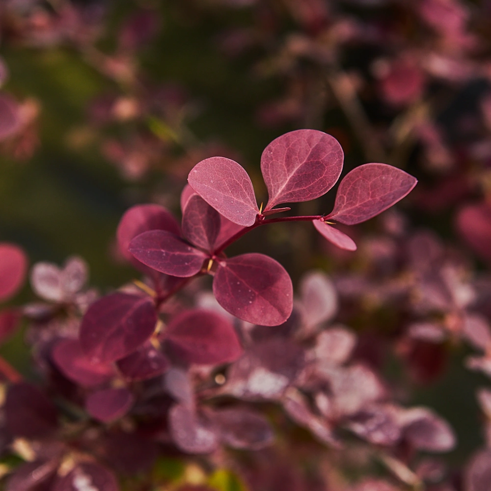 Барбарис оттавский 'Superba', H80-100