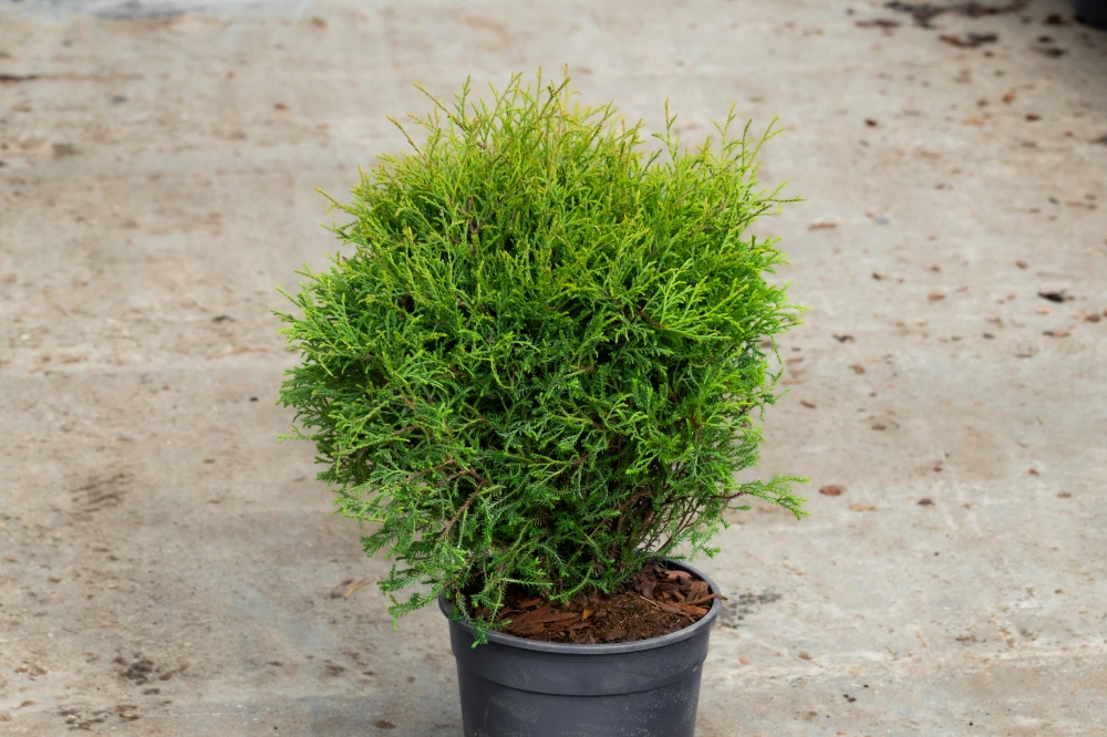 Туя западная 'Mr.Bowling Ball', H40-60