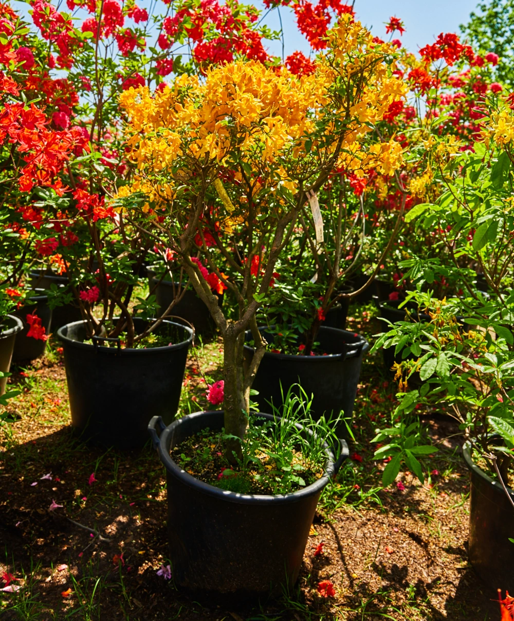 Азалия гибридная 'Nancy Waterer' (золот-желт), H80-100