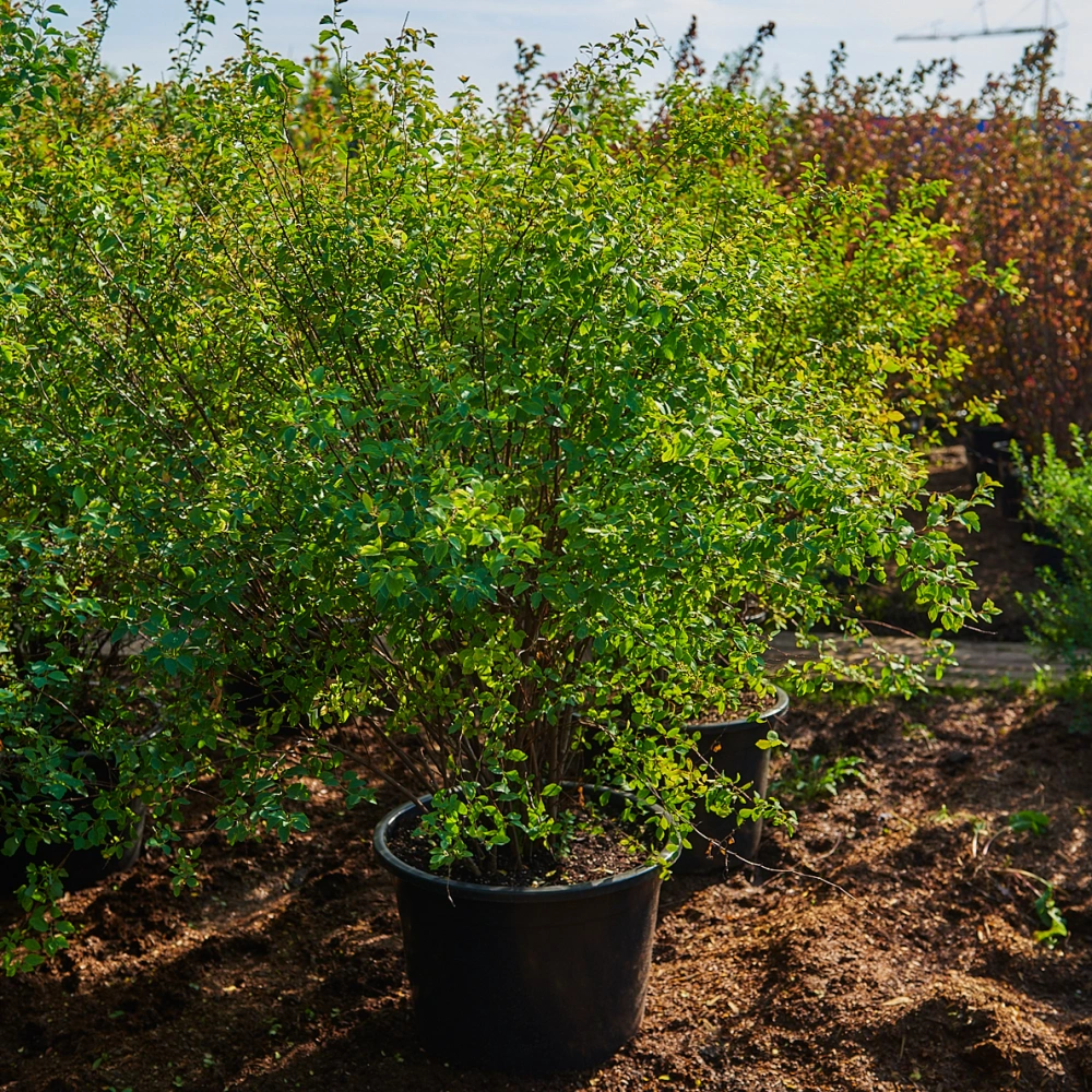 Спирея Ван-Гутта, H100-125