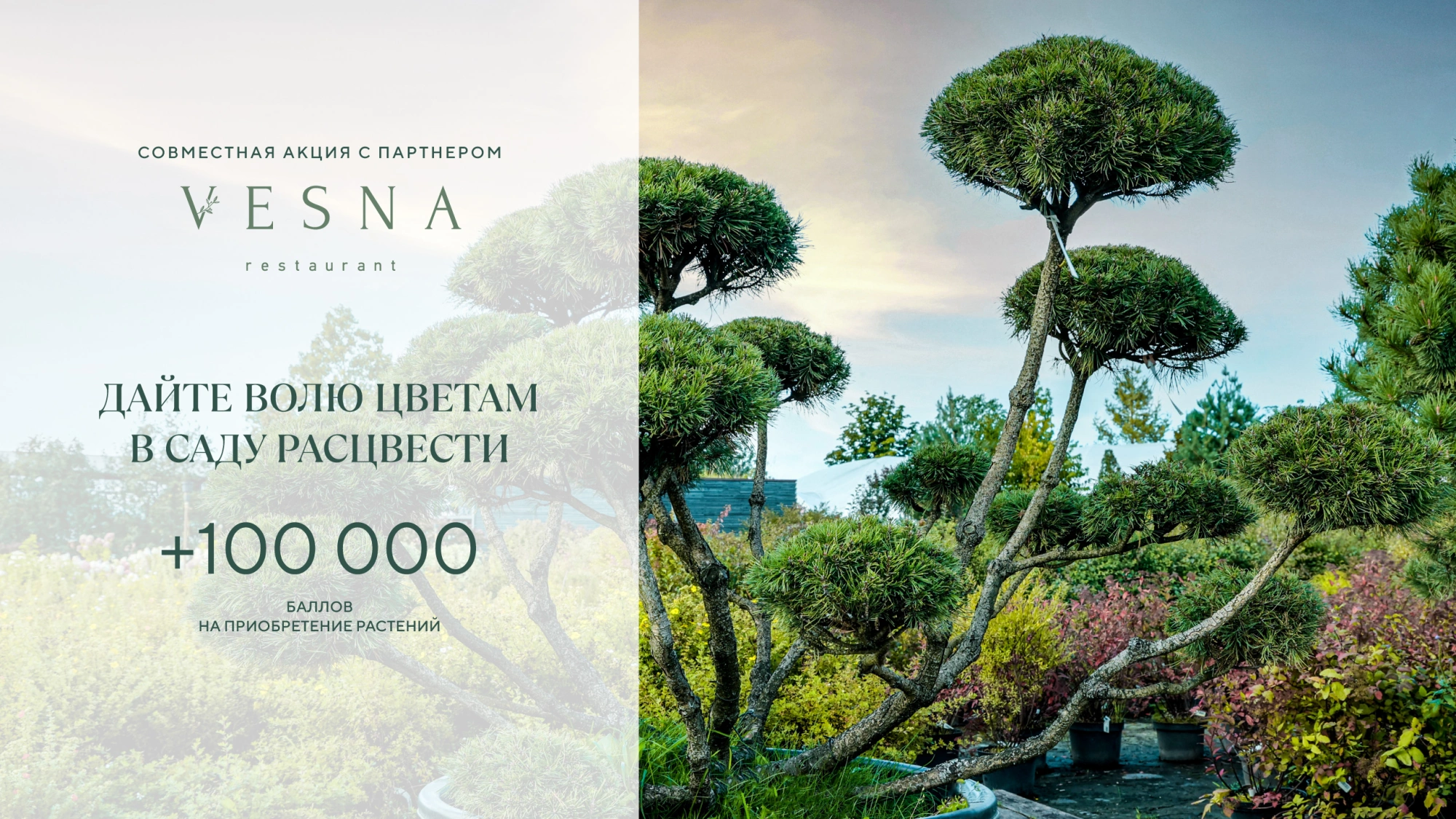 Акция от ресторана Vesna и Imperial Garden
