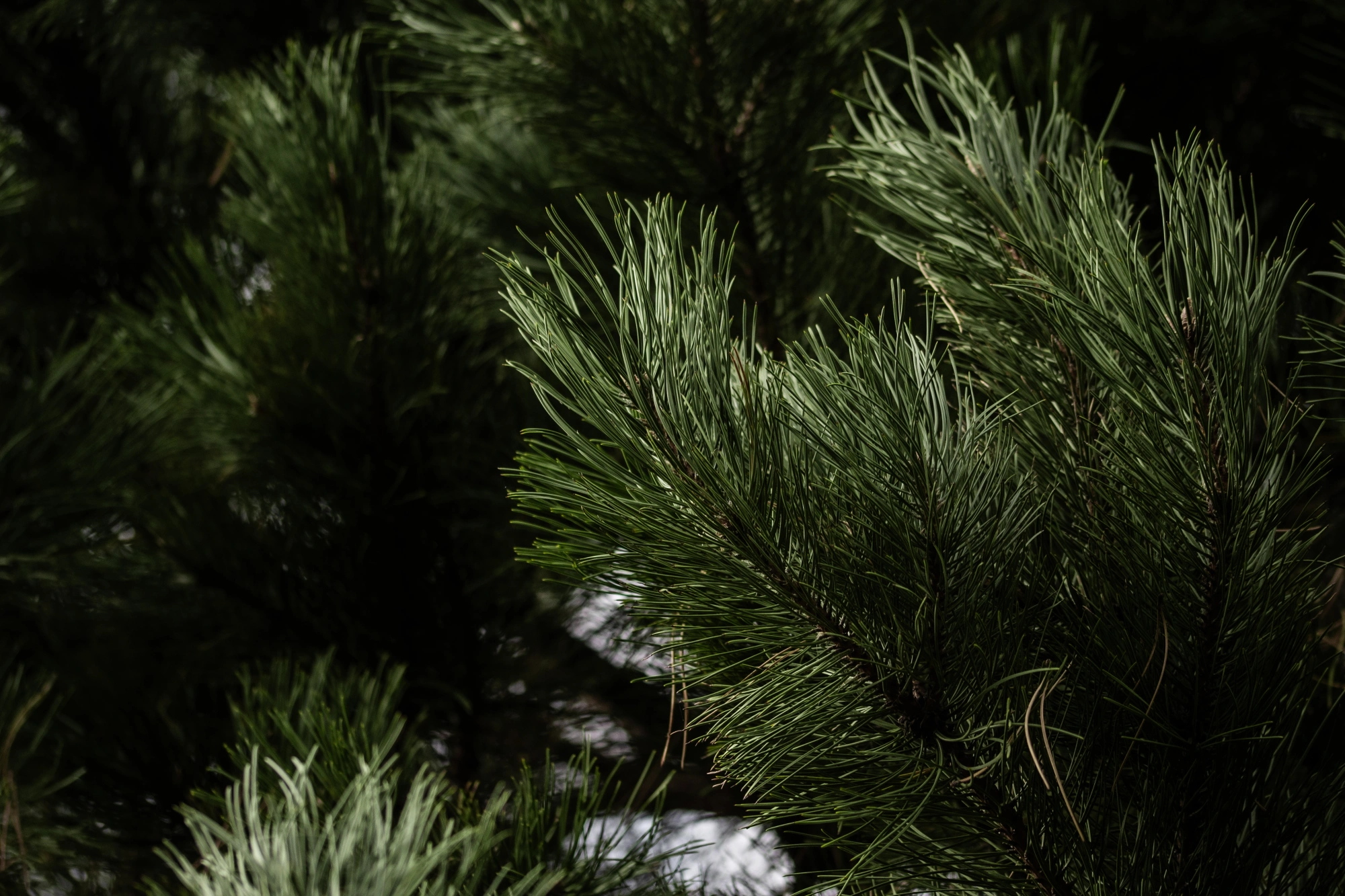 Сосна черная, H600-700