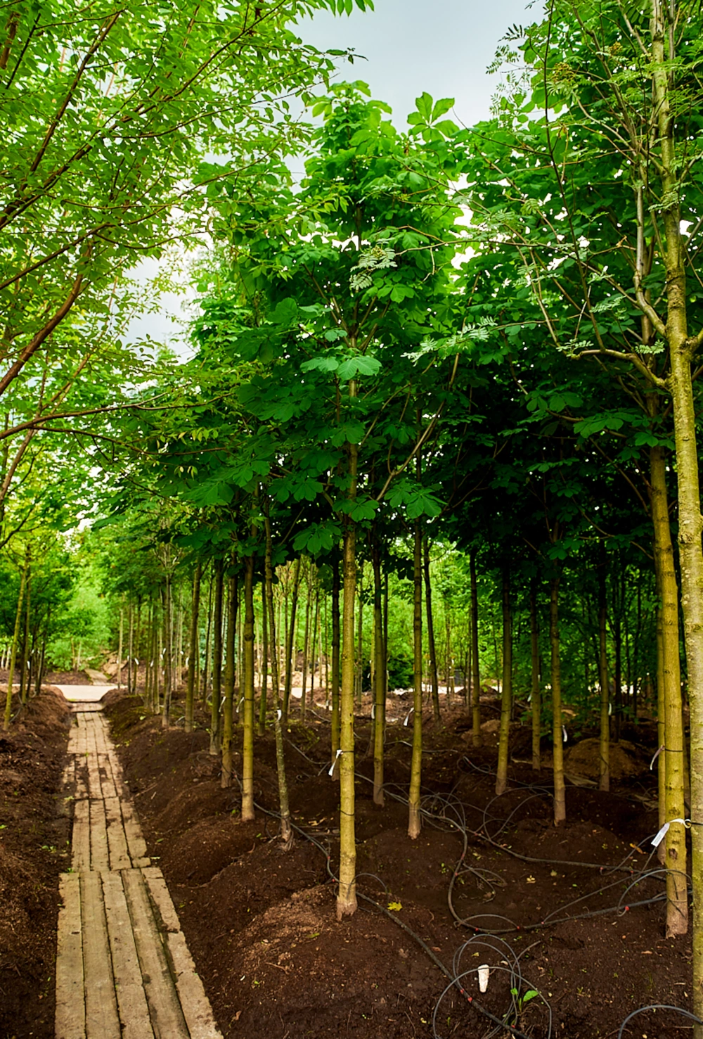 Каштан конский, stu 18-20