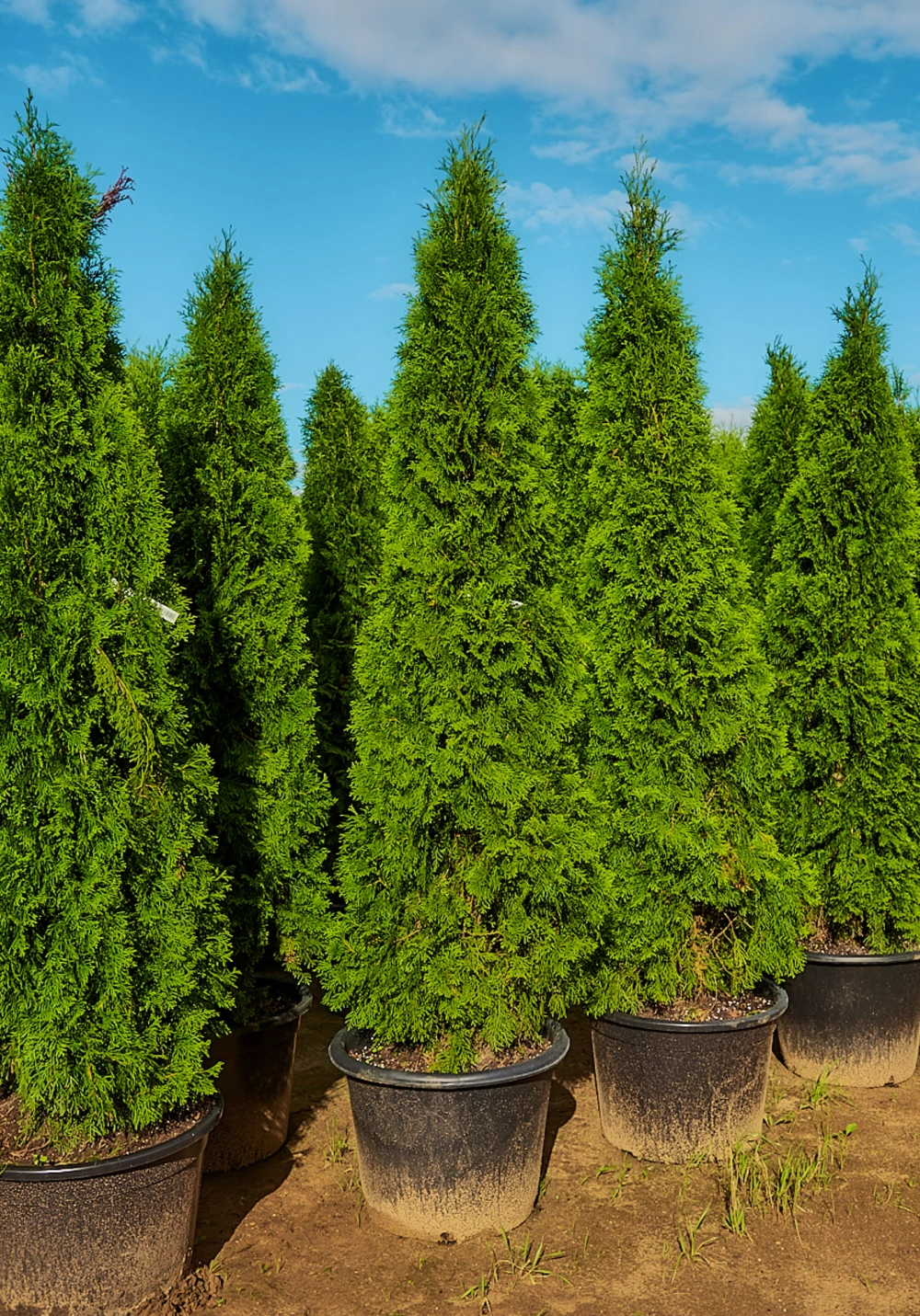 Туя западная 'Smaragd', H175-200