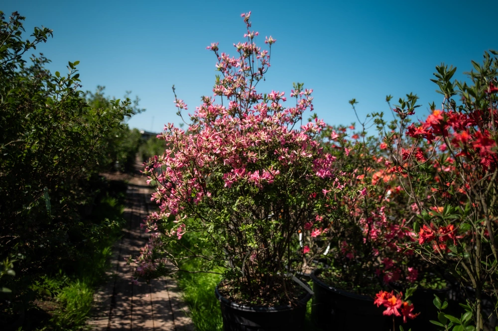 Азалия гибридная 'Bouquet de Flore' (неж-роз с жел пят), H100-125