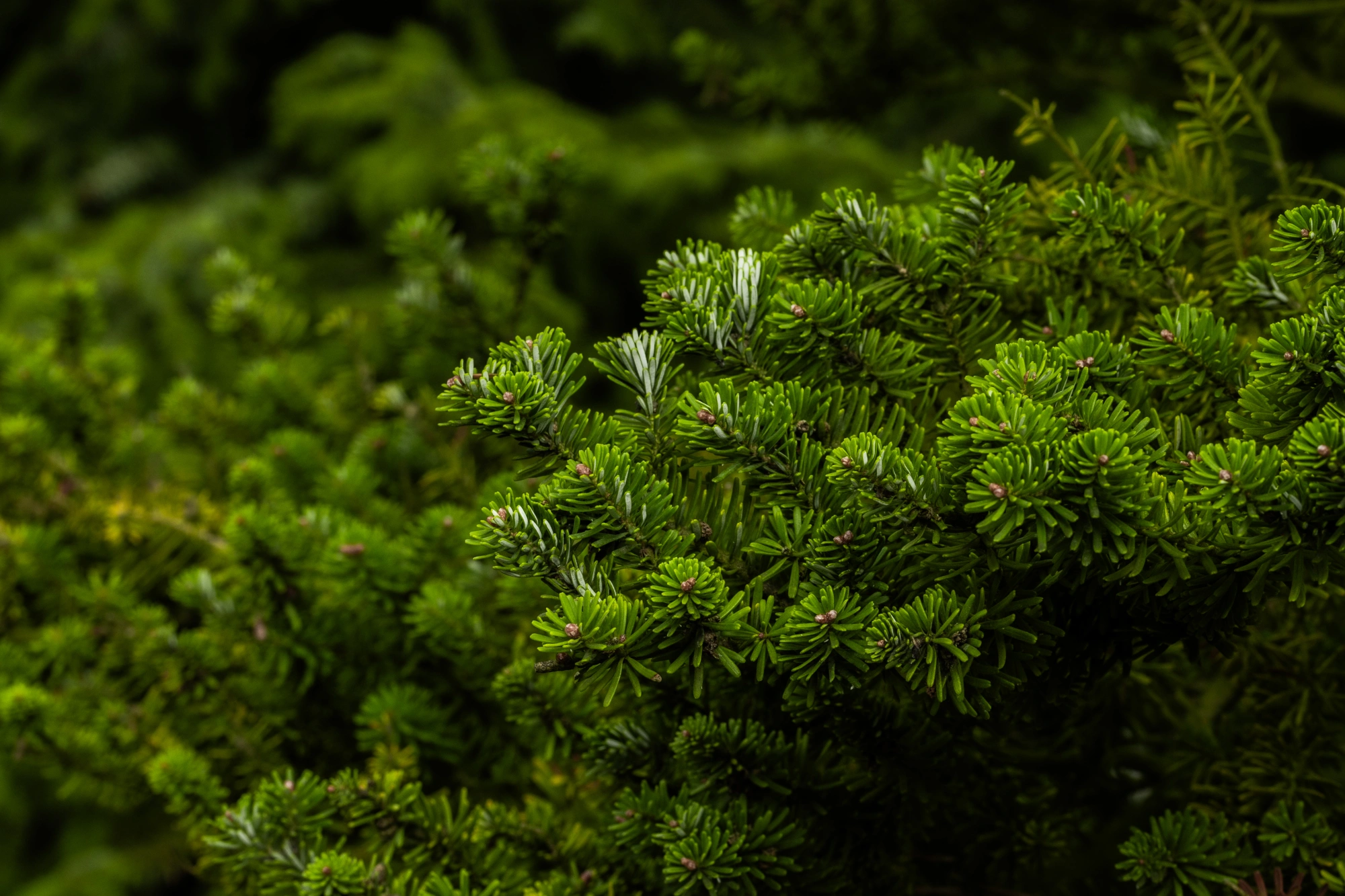 Пихта корейская 'Samling', H350-400