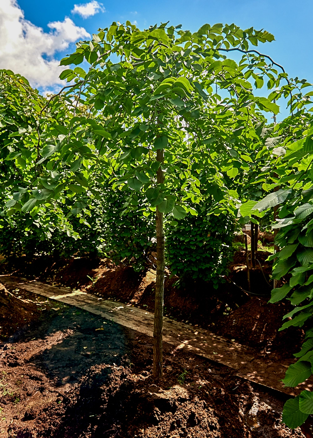 Вяз шершавый 'Pendula', stu 18-20