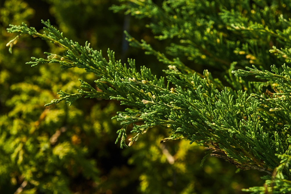Можжевельник горизонтальный 'Andorra Variegata', H80-100