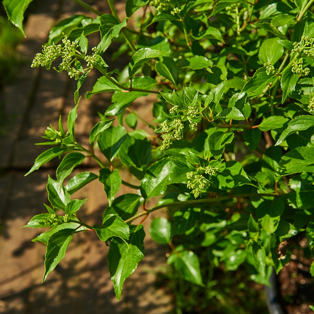 Гортензия метельчатая 'Kyushu', H100-125