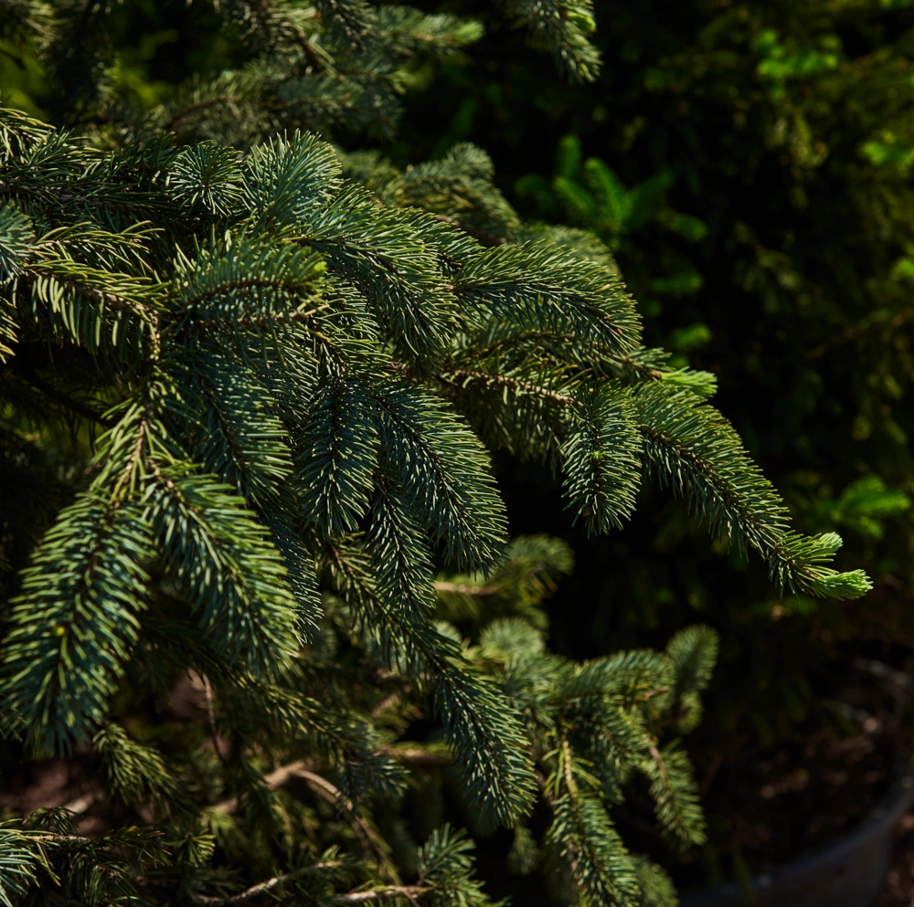 Ель колючая 'Erich Frahm', H175-200