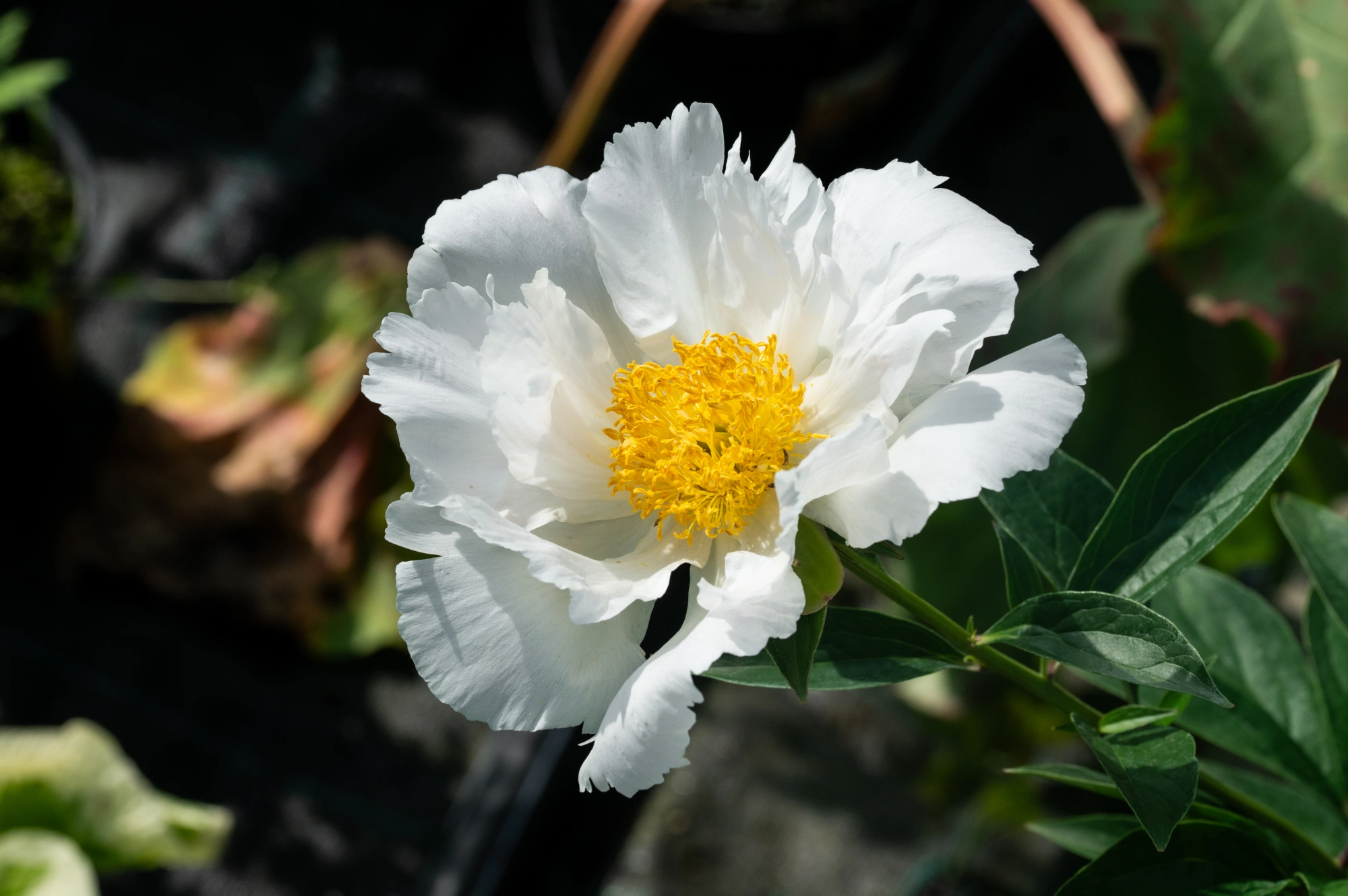 Пион молочноцветковый 'White Wings' (молочно-белый),