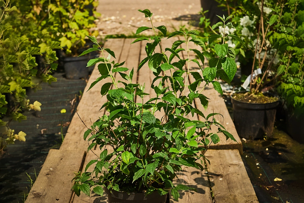 Чубушник виргинский 'Virginal' (бел круп махр), H40-60