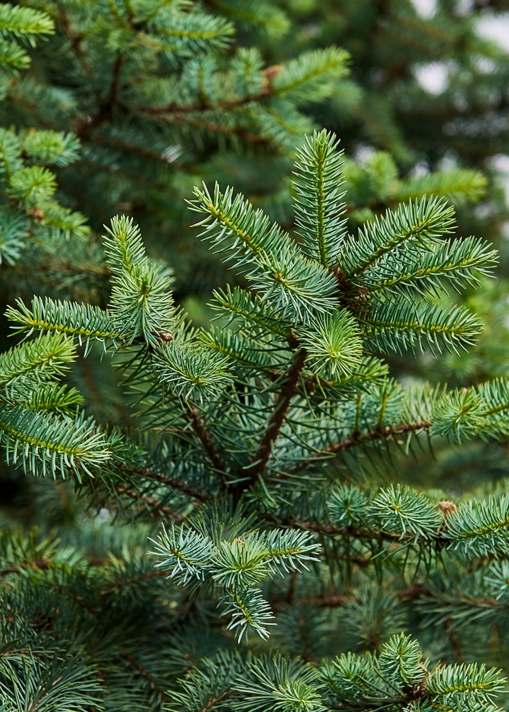 Ель колючая 'Glauca', H400