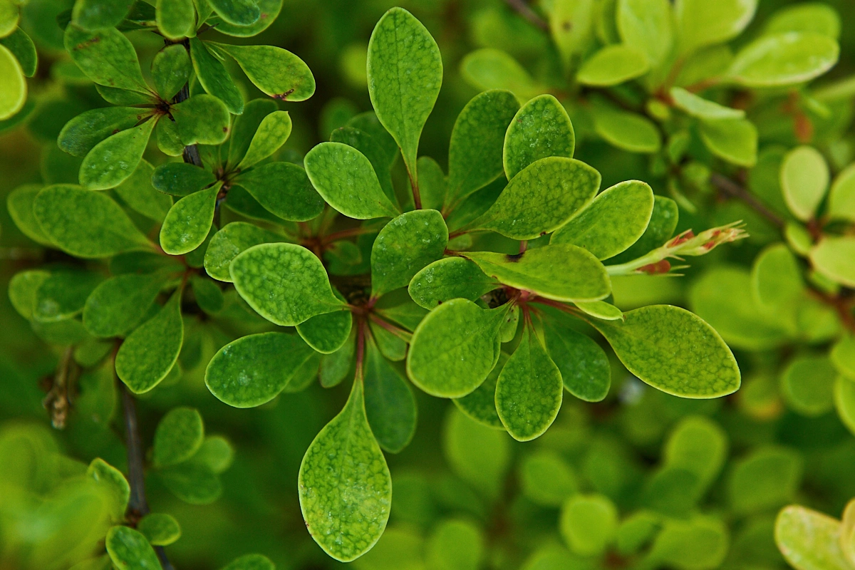 Барбарис тунберга 'Starburst', H40-60