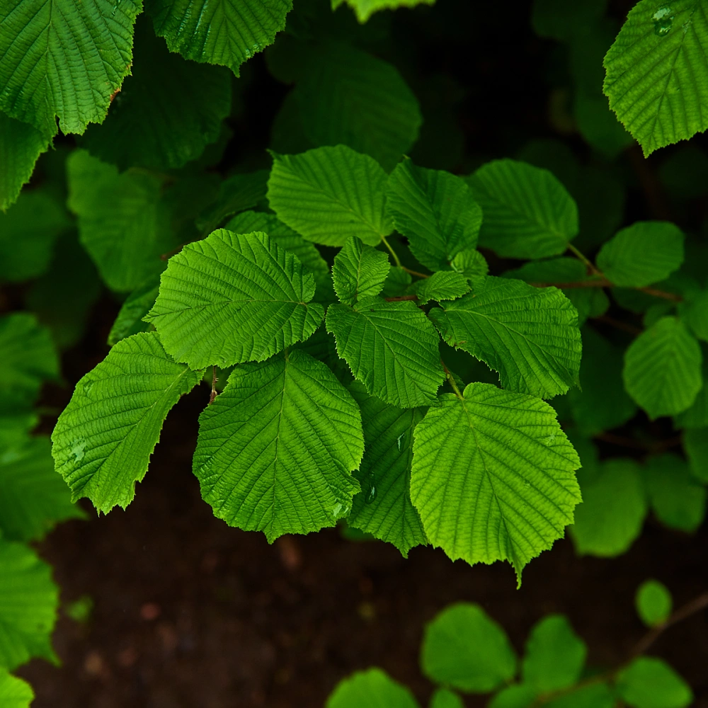 Лещина обыкновенная, H175-200