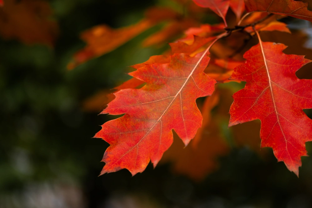 Дуб красный, stu 14-16