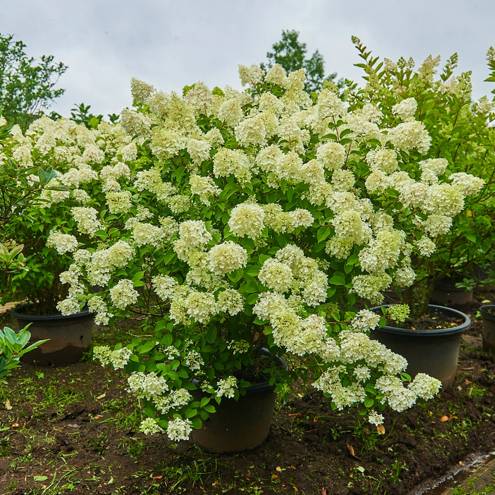 Гортензия метельчатая 'Diamantino', H125-150