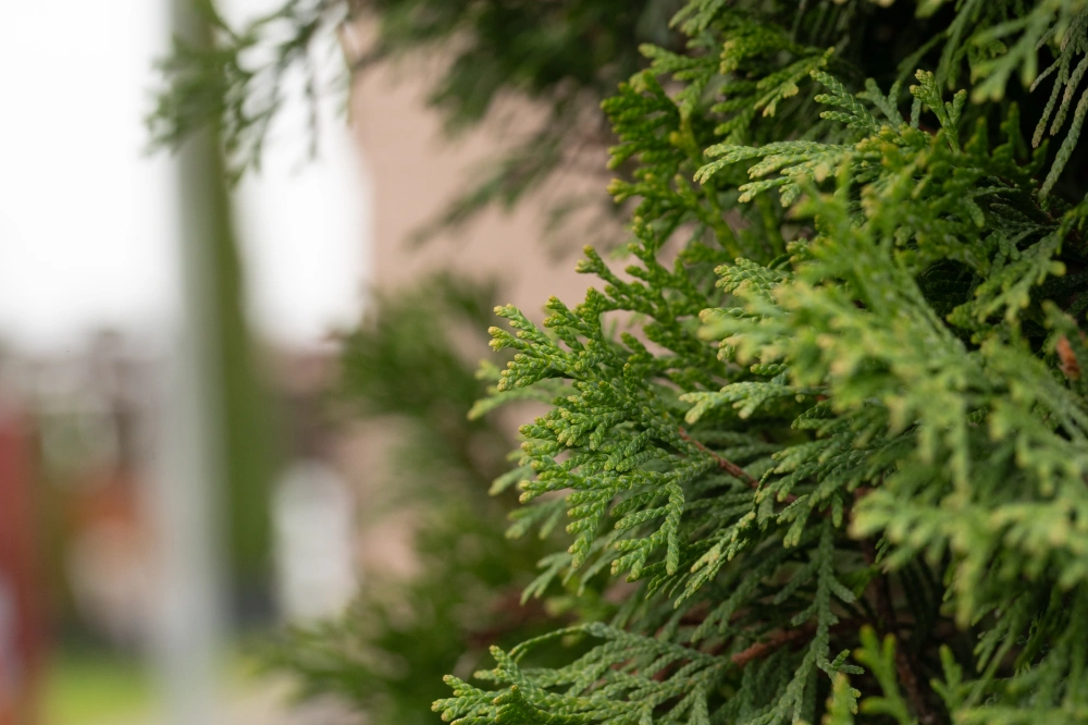 Туя западная 'Smaragd', H450-500
