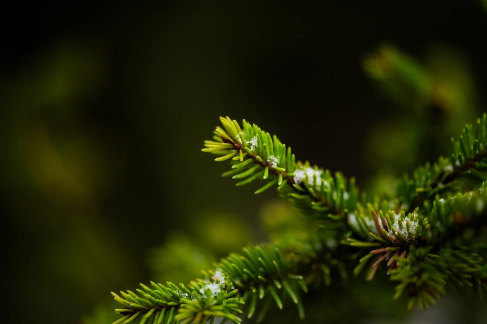 Ель обыкновенная 'Will`s Zwerg', H225-250