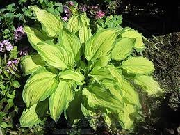 Хоста гибридная 'Albopicta' (среднерослая),