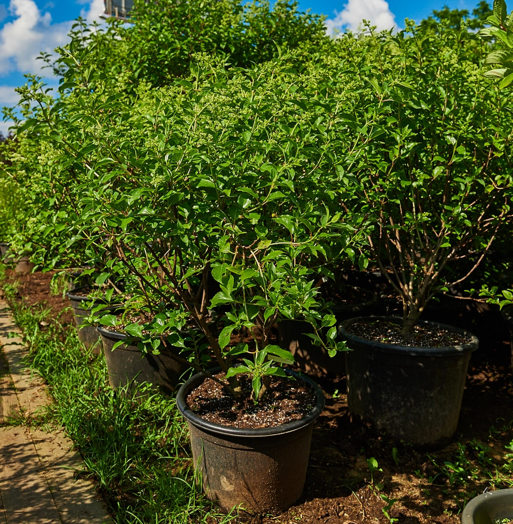 Гортензия метельчатая 'Kyushu', H100-125