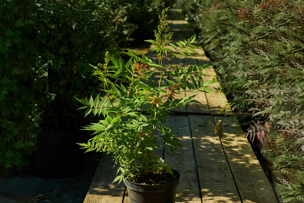 Рябинник рябинолистный 'Sem', H60-80