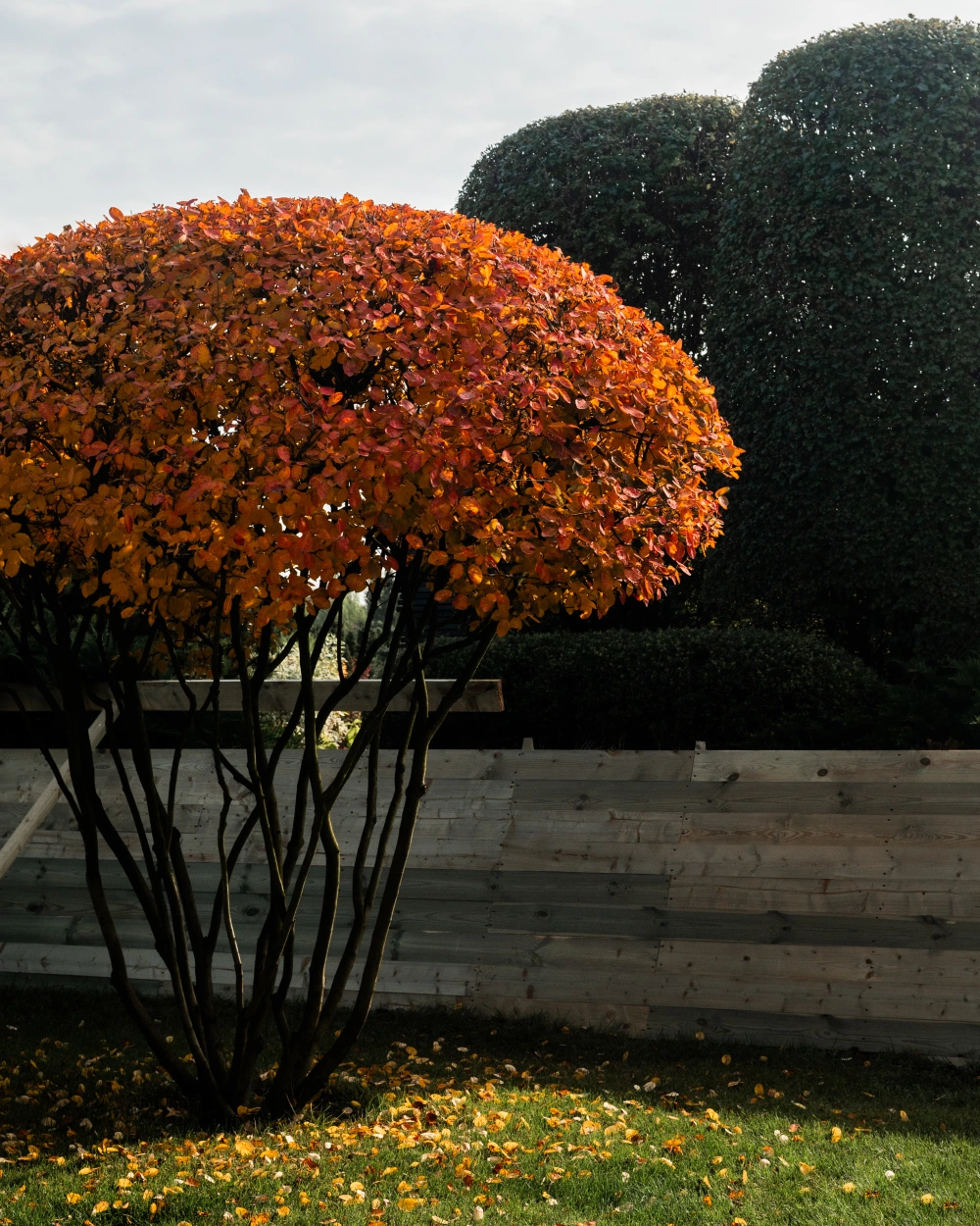 С 1 октября Imperial Garden меняет режим работы. 