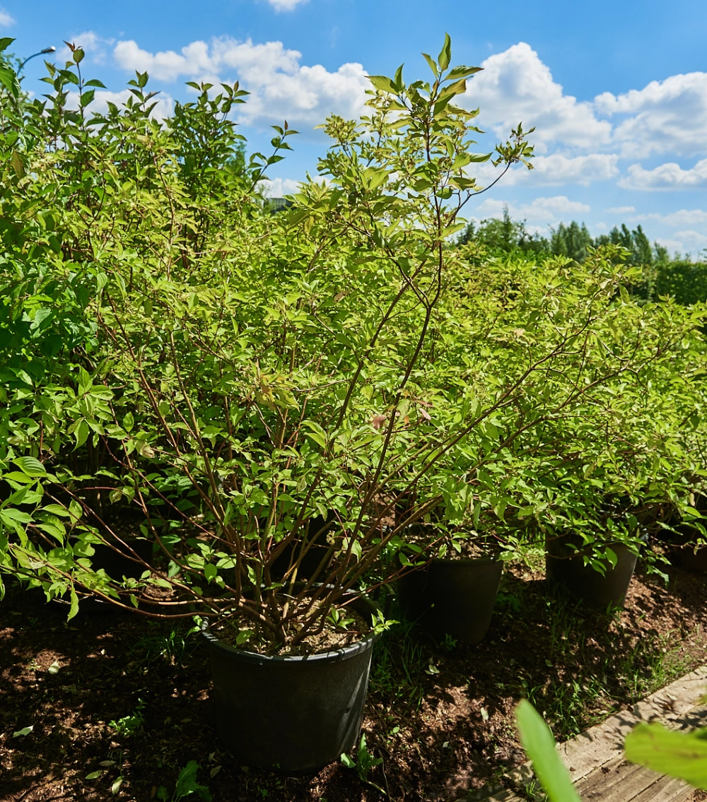 Дерен белый 'Aurea', H100-125