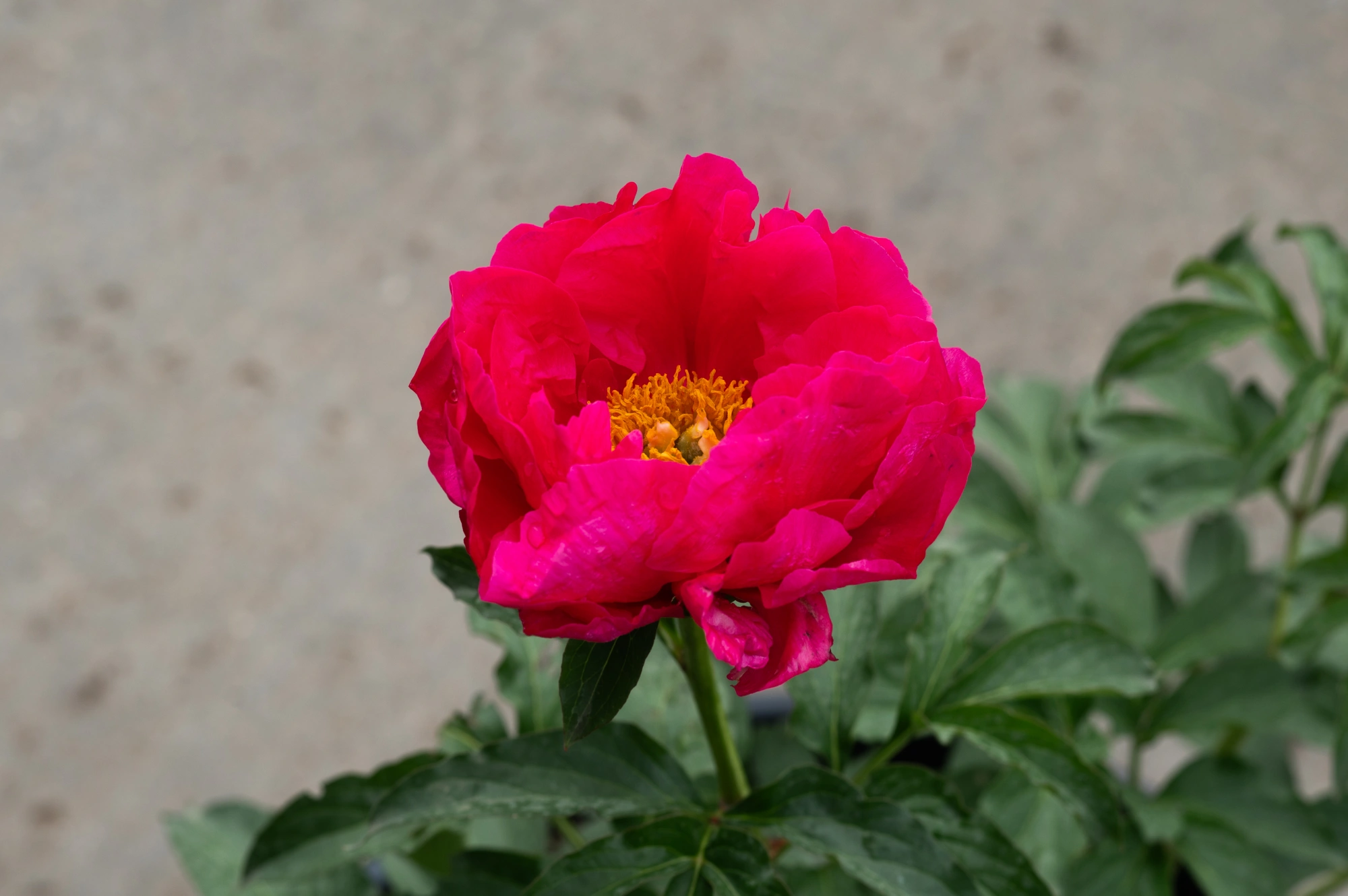 Пион молочноцветковый 'Athens' (темно розовый),