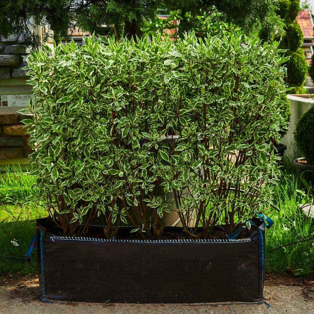 Дерен белый 'Elegantissima' (элемент живой изгороди), H80х100х40