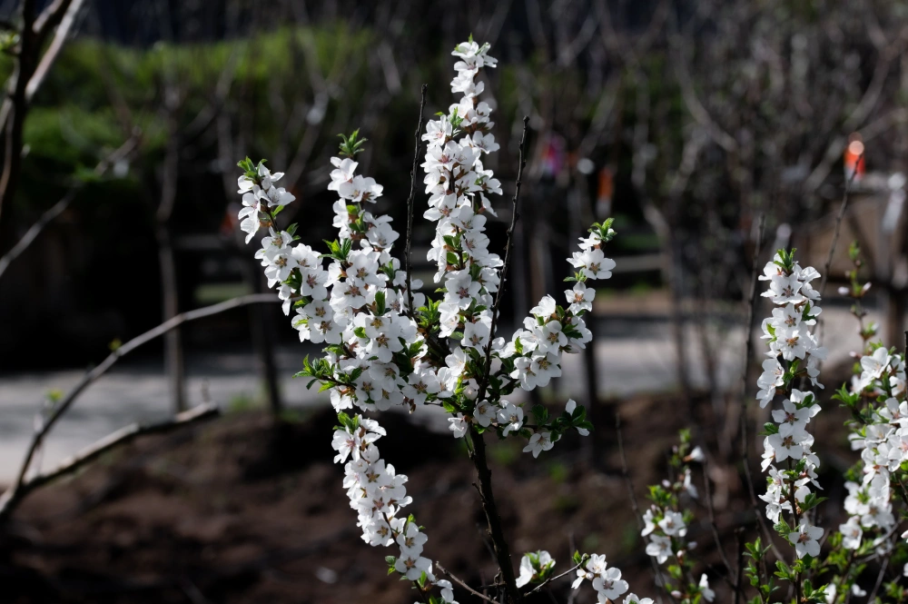 Вишня войлочная (плоды ярко-красные), H125-150