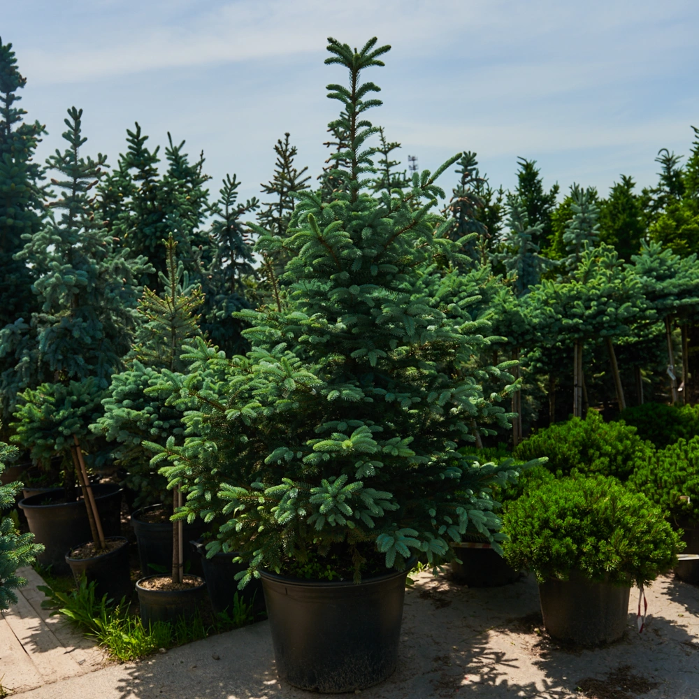 Ель колючая 'Hoopsii', H150-175