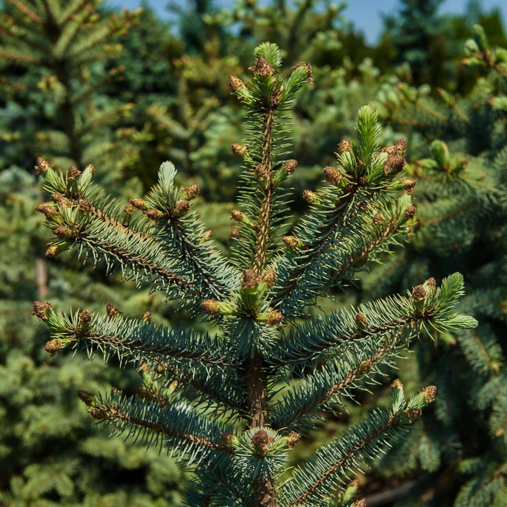 Ель колючая 'Edith', H80-100