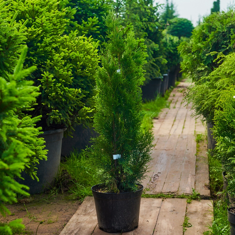 Туя западная 'Smaragd', H60-80