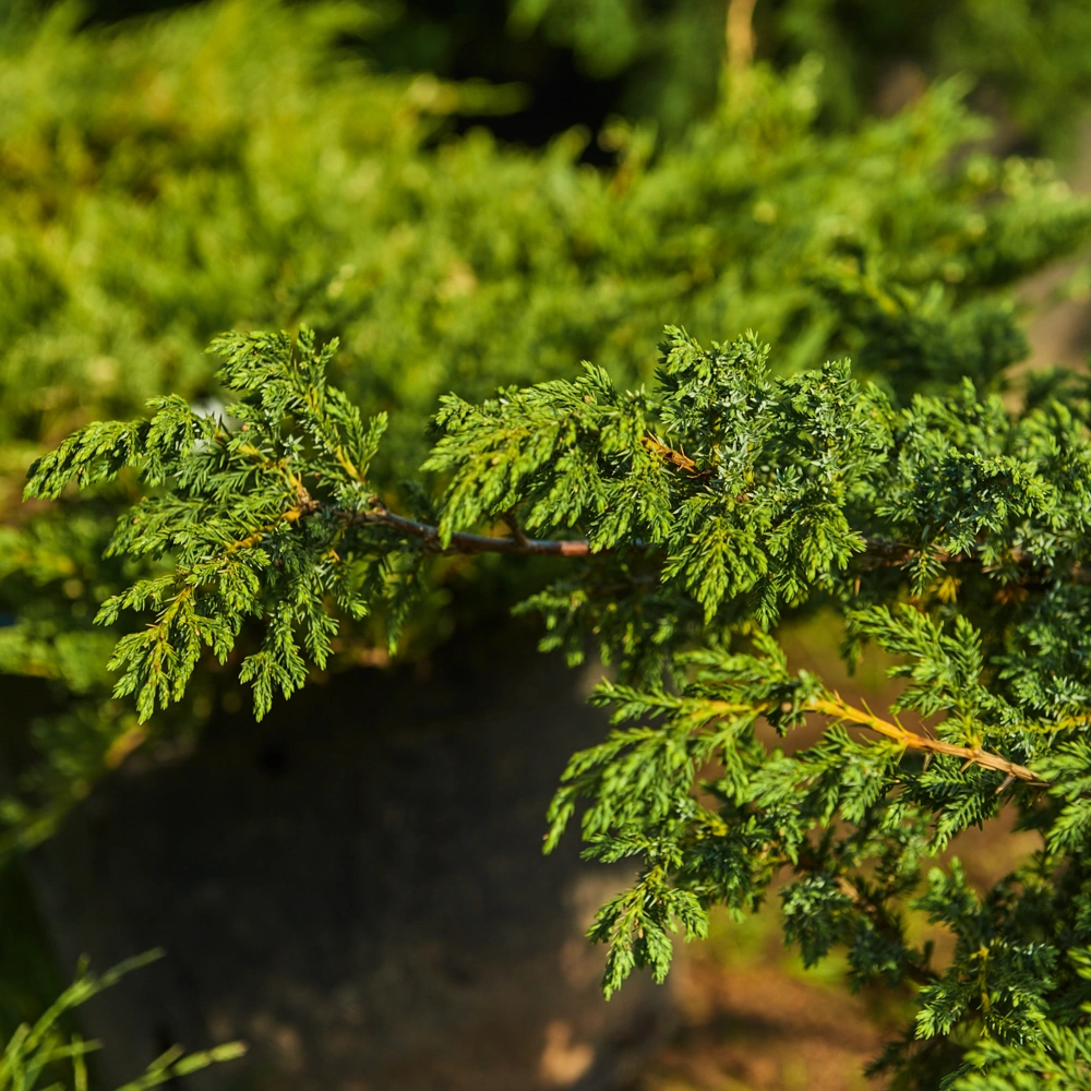 Можжевельник китайский 'Blue Alps', H40-60