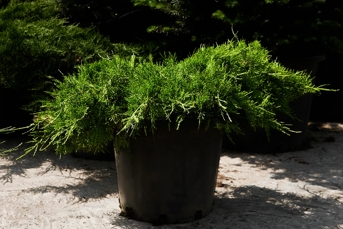 Можжевельник средний 'Pfitzeriana Compacta', H60-80