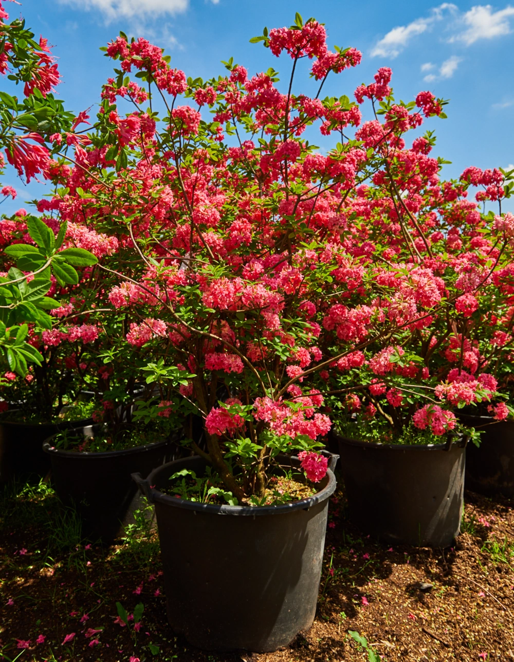 Азалия гибридная 'Homebush' (карминно-розов.махр), H125-150х100-125