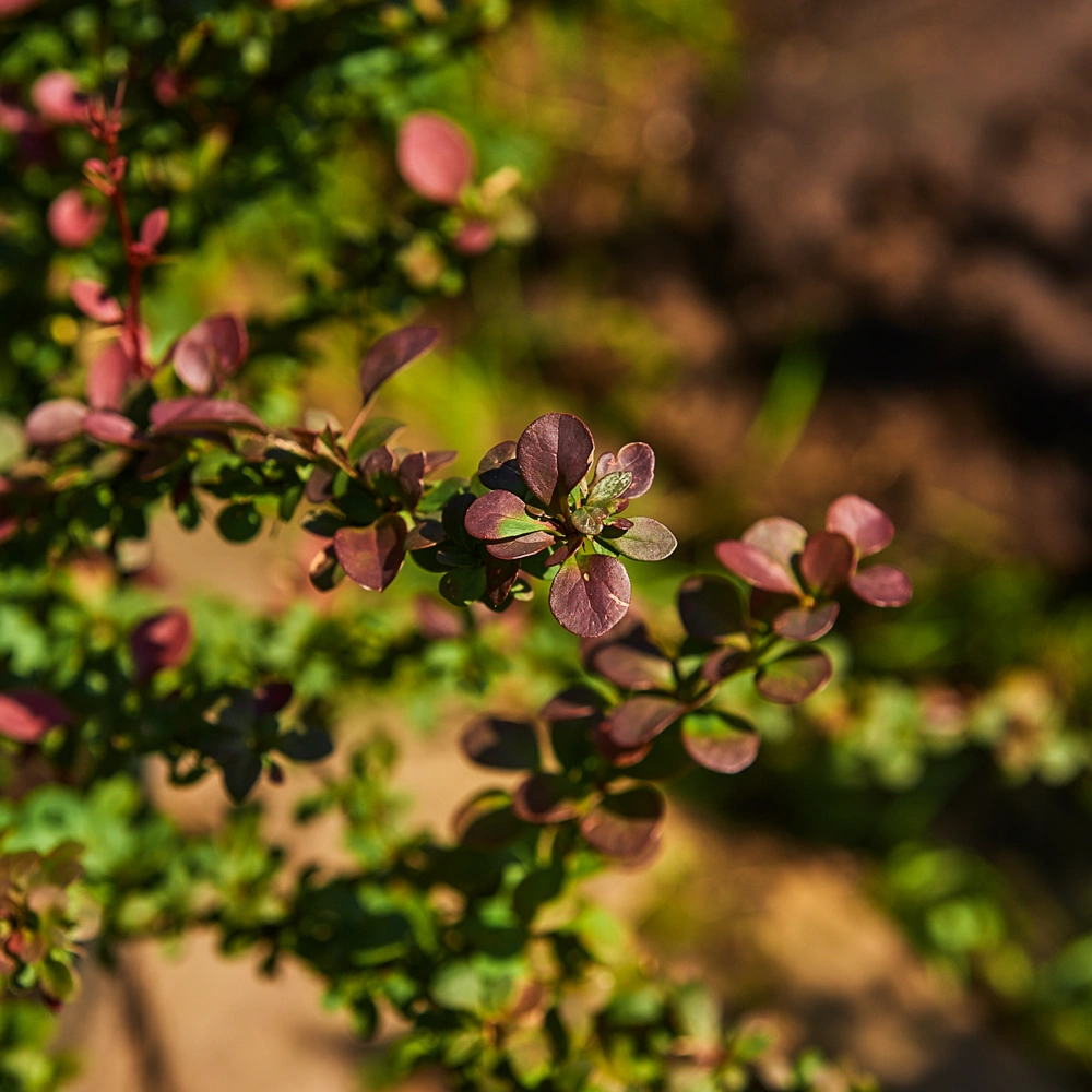Барбарис тунберга 'Red Piller', H80-100