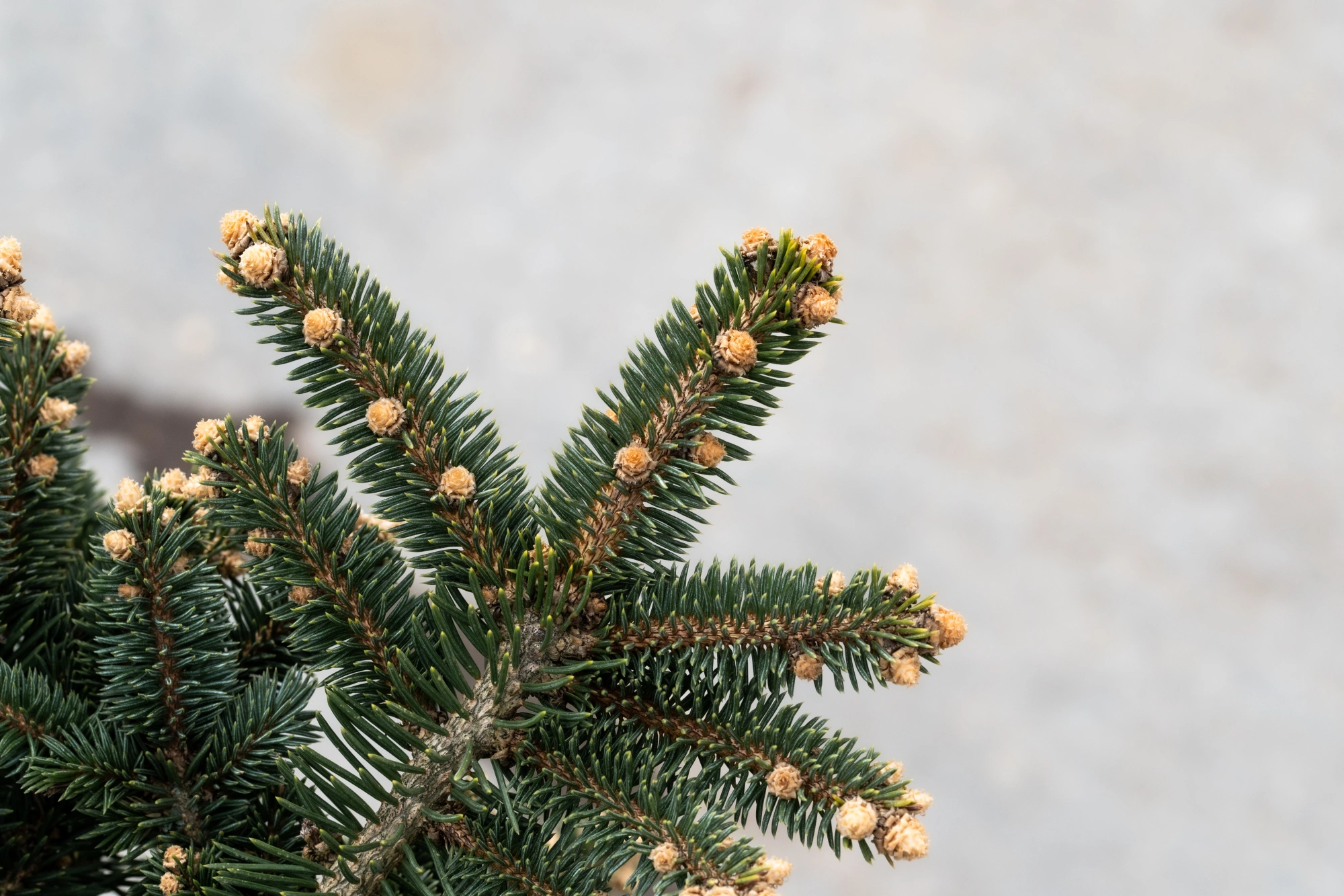 Ель колючая 'Glauca Globosa', sth 60