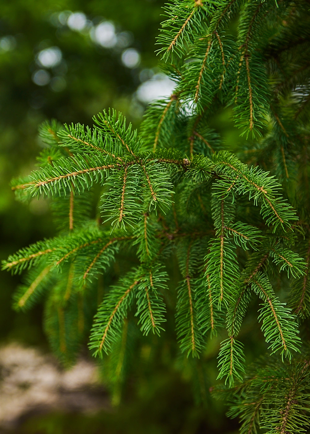 Ель обыкновенная 'Columnaris', H350-400