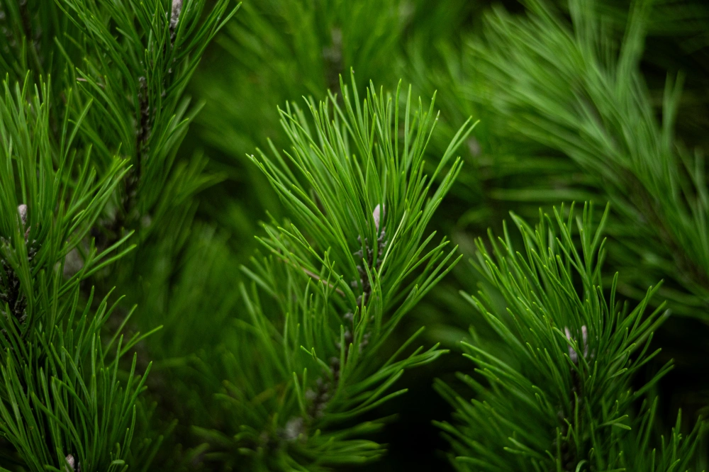 Сосна горная, H200-250