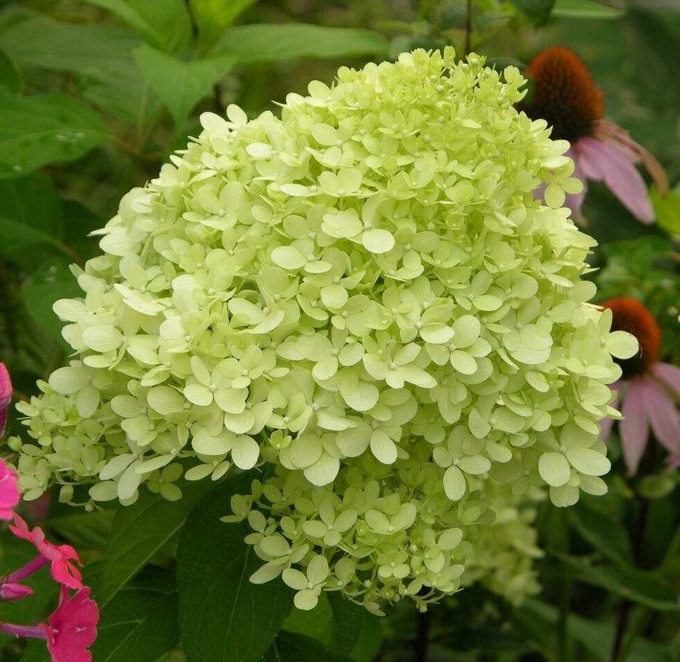 Гортензия метельчатая 'Magical Lime Sparkle', H60-80