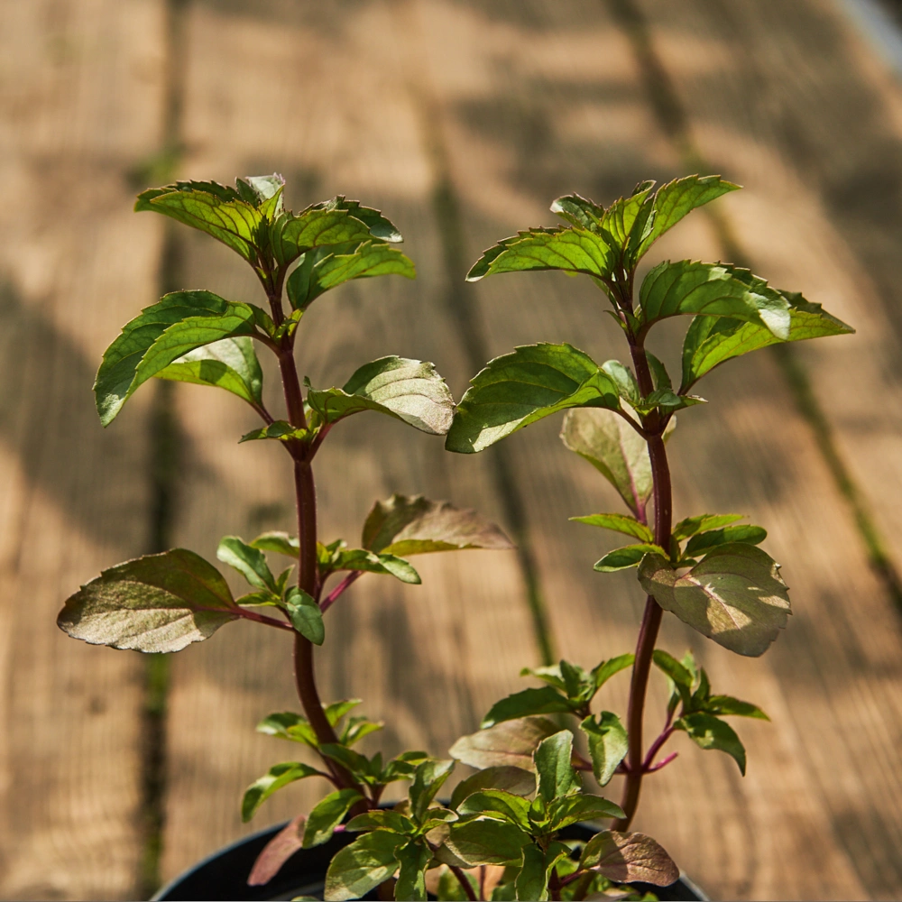 Мята перечная (лимонная)