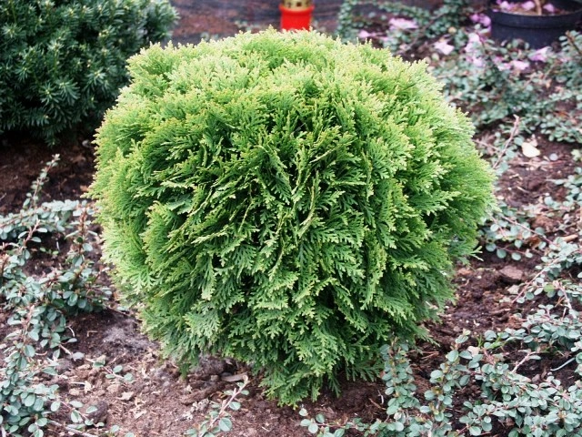 Туя западная 'Danica', H40-60
