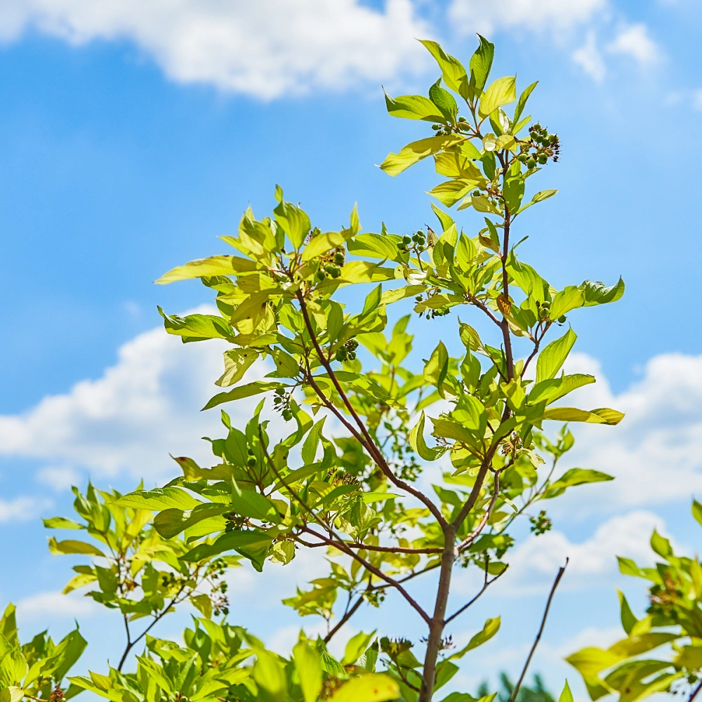 Дерен белый 'Aurea', H100-125