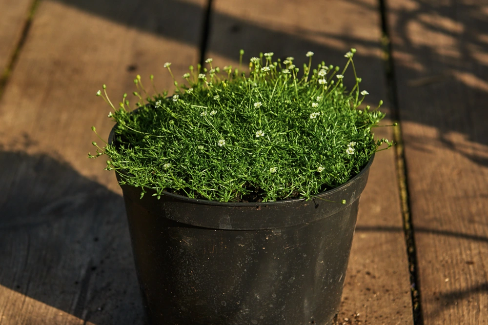 Мшанка шиловидная,