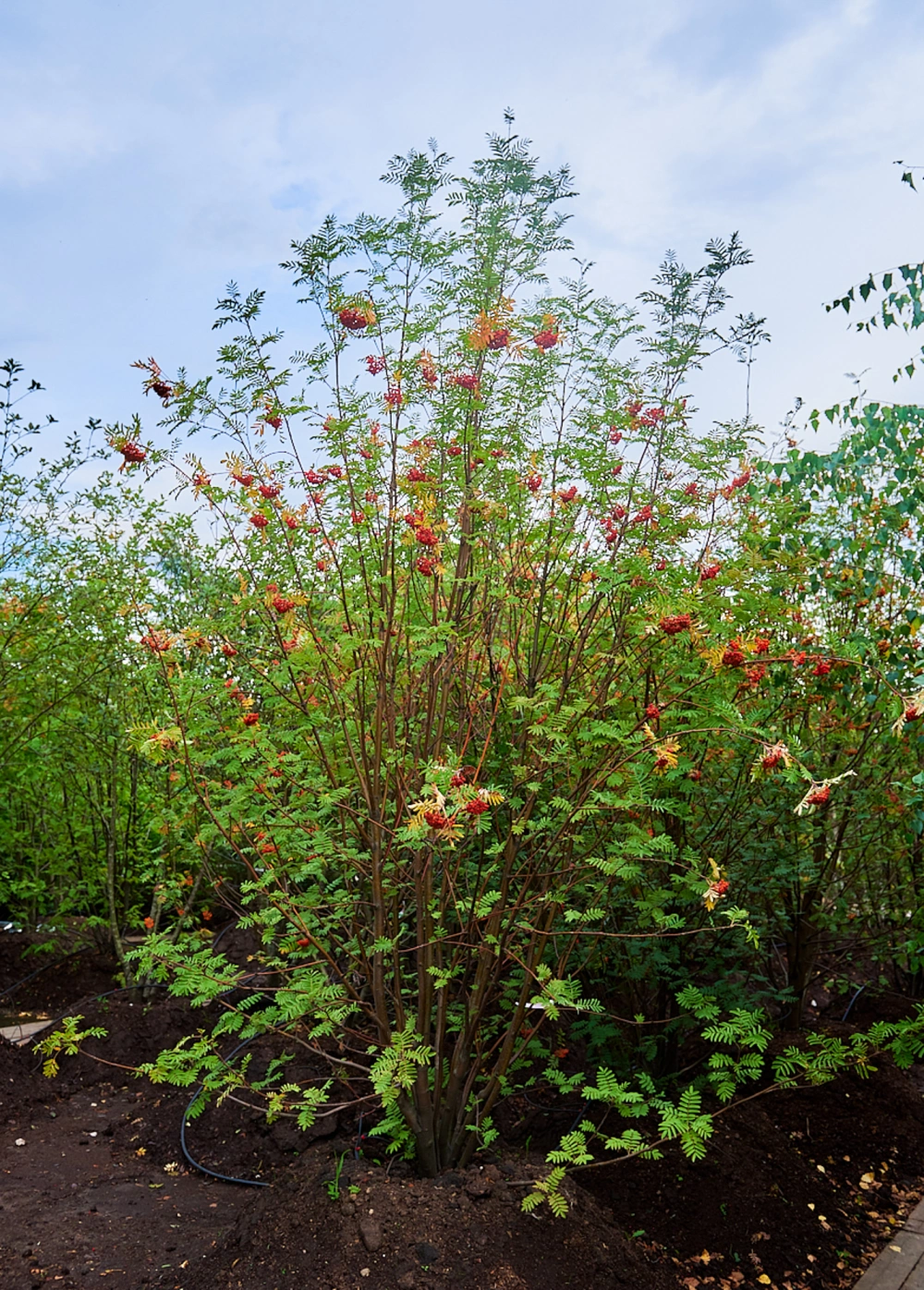 Рябина обыкновенная, mst H300-350