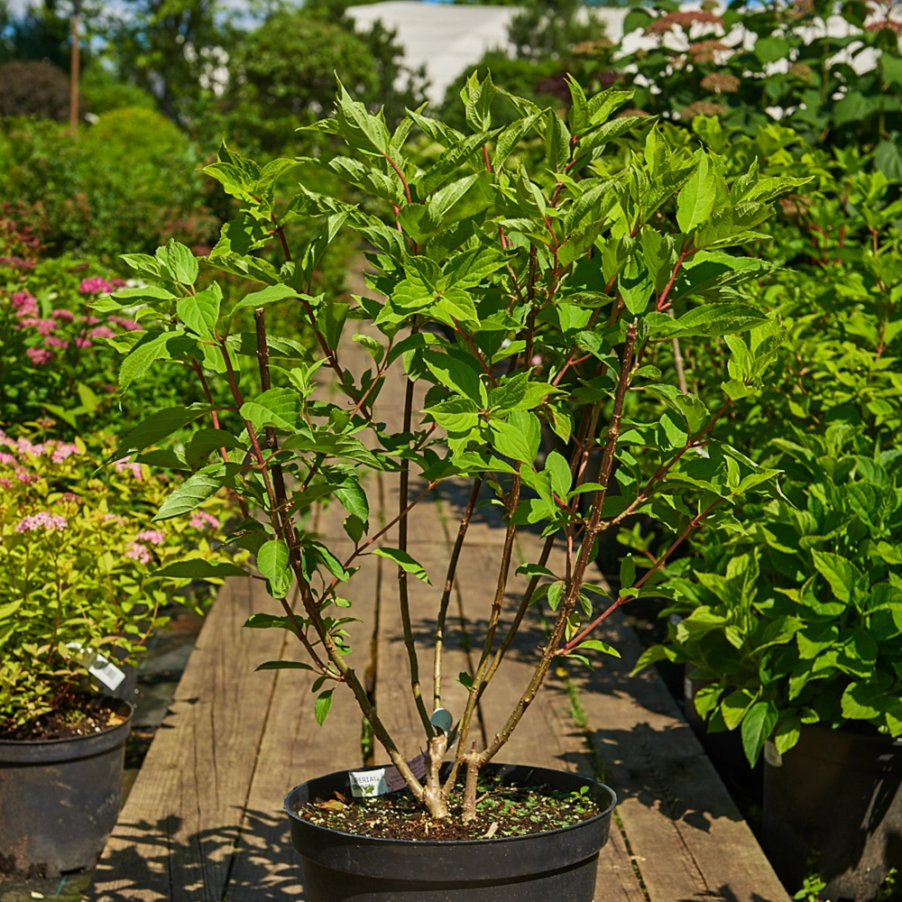 Гортензия метельчатая 'Phantom', H40-60